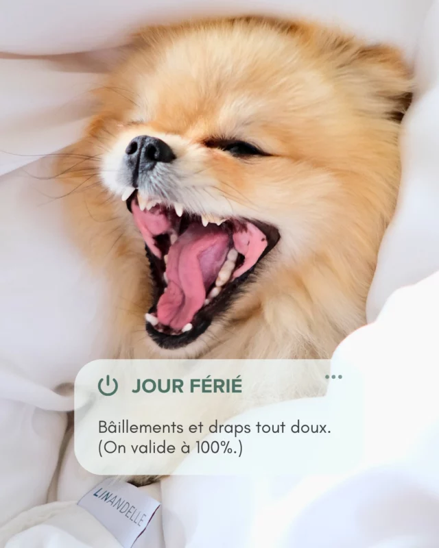Jour férié = autorisé à ne rien faire.
Juste bâiller, se retourner, s’étirer… et profiter de ses draps tout doux 💤

Chez Linandelle, on milite pour les journées sans obligations (mais avec du bon linge de lit 😉)

📍Retrouvez notre collection sur linandelle.com ou en boutique

--

Linandelle, c’est 40 ans d’amour pour le linge de maison.
Une marque Normande engagée dans la qualité et l’artisanat, avec des articles conçus en France par nos couturières et réalisés en collaboration avec nos partenaires au Portugal 💚

#UnboxingDolceVita #LingeDeLit #Lyocell #HomeLovers #LinandelleVibes #DouceurDeVivre #SlowLife #LitParfait #LingeDeMaison #DolceVitaMood #linandelle #lingedemaison #lingedelit